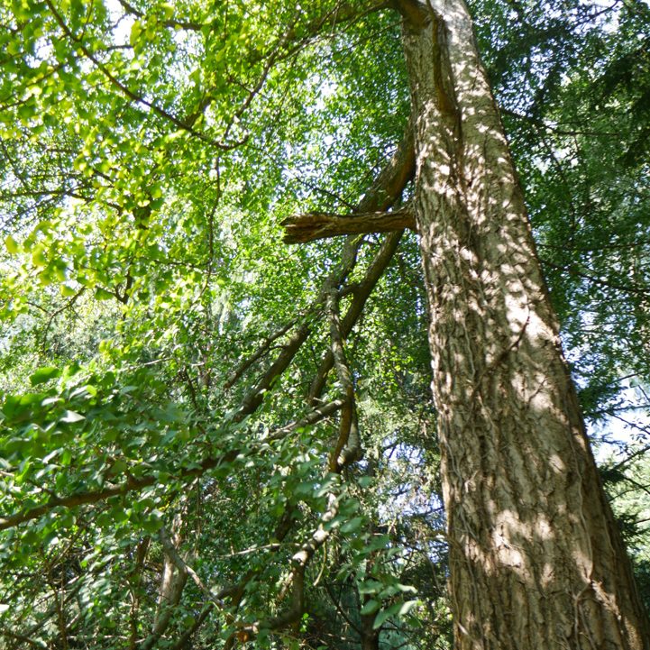 Gingko biloba